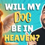 Ask a Priest | Dogs in Heaven?